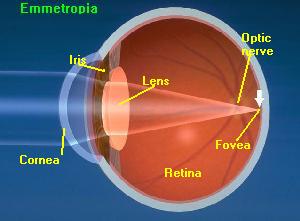 The Eye and It's Anatomy